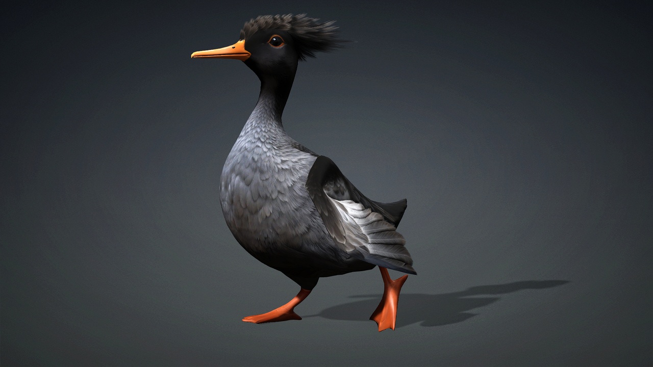 Canard Cobalt nageant dans un canal